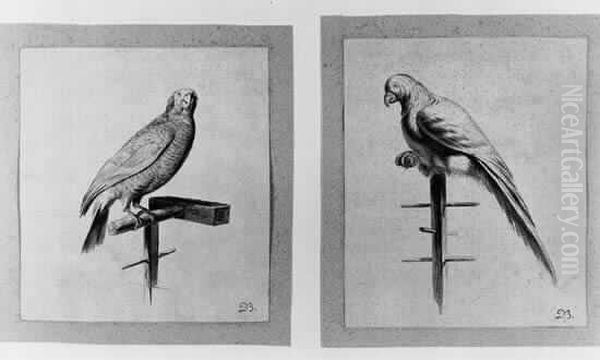 Deux Perroquets Oil Painting by Jean-Jacques De Boissieu