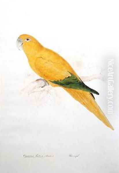 Cornurus luteus Oil Painting by Edward Lear