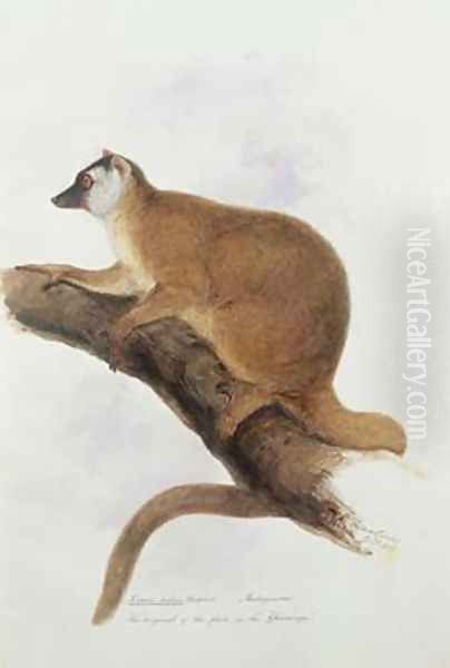 Lemur rufus Audebert Oil Painting by Edward Lear