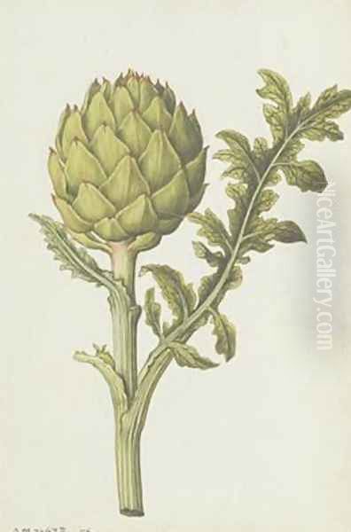 Artichoke Cynara scolymus Oil Painting by Jacques le Moyne de Morgues