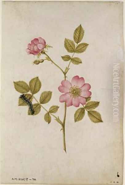Rosa Canina Dogrose and Caterpillar Oil Painting by Jacques le Moyne de Morgues