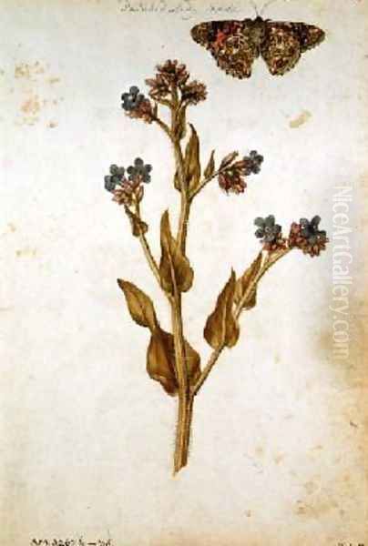 Anchusa officinalis with Painted Lady Butterfly Oil Painting by Jacques le Moyne de Morgues