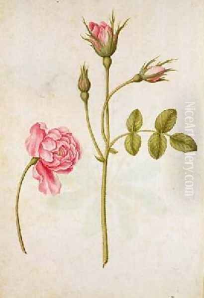 Pink Rose Oil Painting by Jacques le Moyne de Morgues