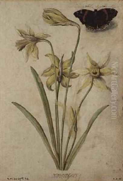 Wild Daffodil and Red Admiral Oil Painting by Jacques le Moyne de Morgues