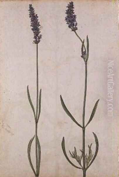 Lavandula officinalis Old English Lavender Oil Painting by Jacques le Moyne de Morgues