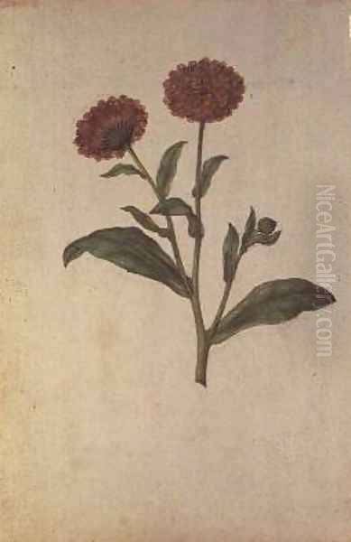 Calendula officinalis Oil Painting by Jacques le Moyne de Morgues