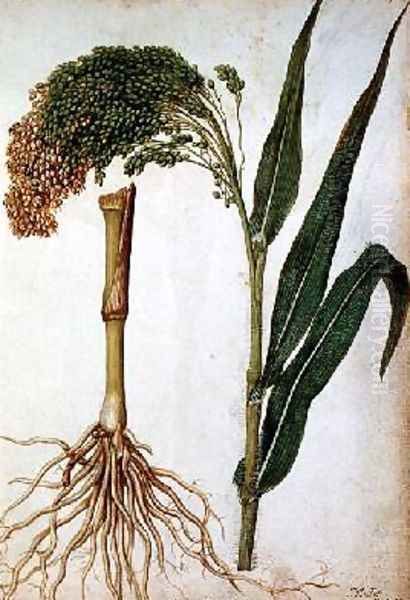 Setaria italica Oil Painting by Jacques le Moyne de Morgues
