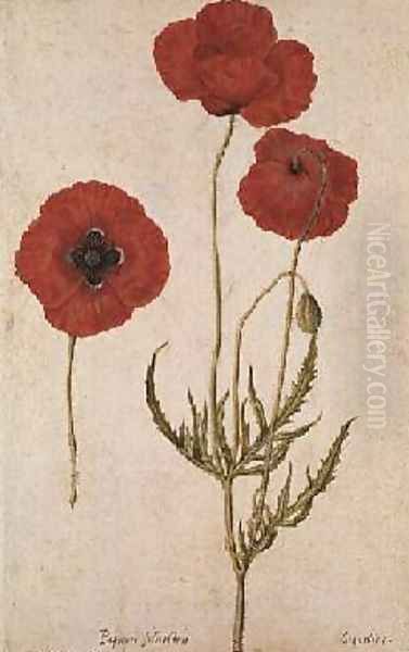 Papavar rhoeas Oil Painting by Jacques le Moyne de Morgues