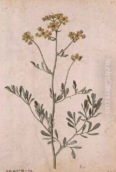 Ruta graveolens Oil Painting by Jacques le Moyne de Morgues