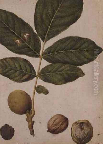 Walnut Oil Painting by Jacques le Moyne de Morgues