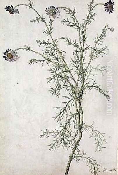 Chamaemelum nobile Allioni Oil Painting by Jacques le Moyne de Morgues