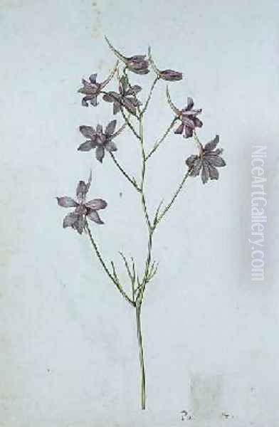 Delphinium ajacis Oil Painting by Jacques le Moyne de Morgues