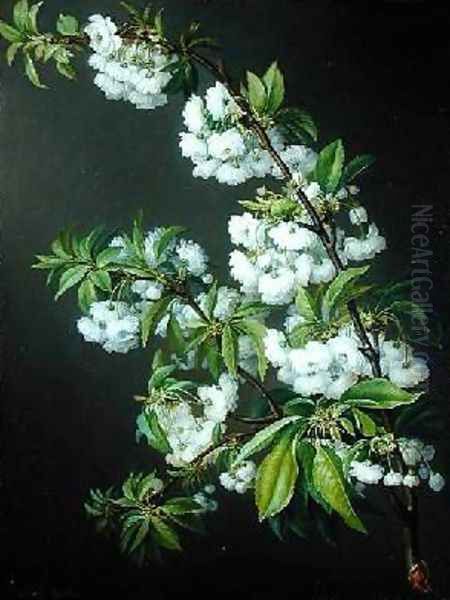 A Sprig of White Blossom Oil Painting by Francisco Lacoma Y Fontanet