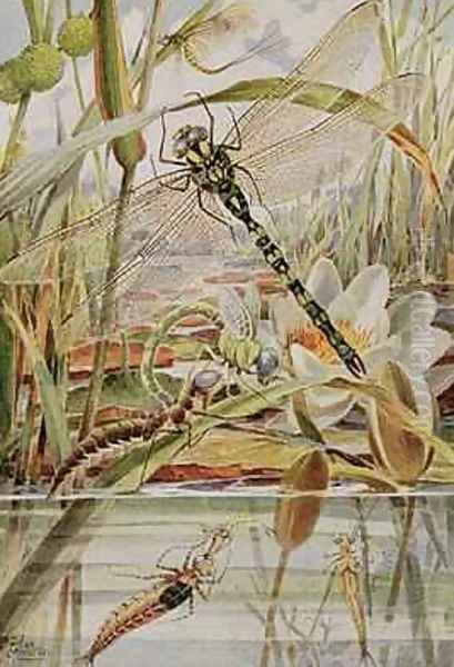 Dragonfly and Mayfly illustration from Stories of Insect Life Oil Painting by Louis Fairfax Muckley