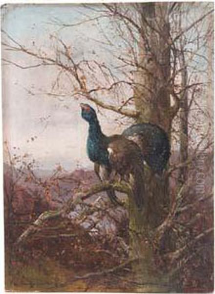 Balzender Auerhahn In Herbstlicher Landschaft Oil Painting by Max I Hanger