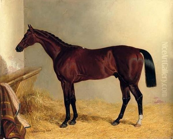 The Earl Of Chesterfield's Bay Colt Don John, In A Stable Oil Painting by John Frederick Herring Snr