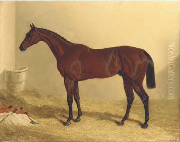 Bay Middleton, A Bay Racehorse In A Loose Box Oil Painting by John Frederick Herring Snr