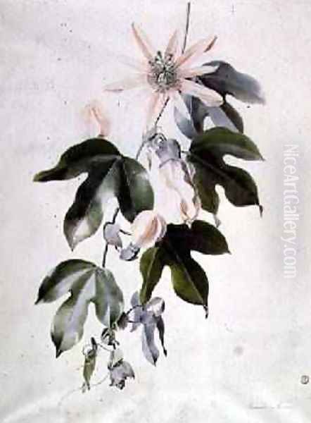 Clematis Oil Painting by Marie-Anne