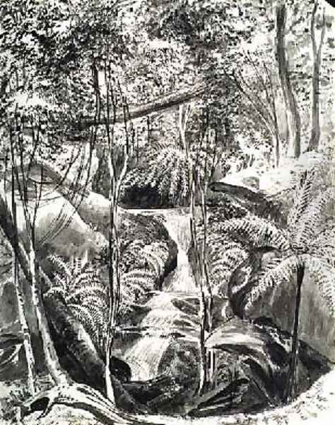 Jungle Study Oil Painting by Caroline Louisa Meredith