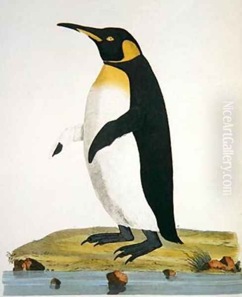 Aptenodytes Patagonica illustration from Cimelia Physica Figures of rare and curious quadrupeds birds Oil Painting by John Frederick Miller