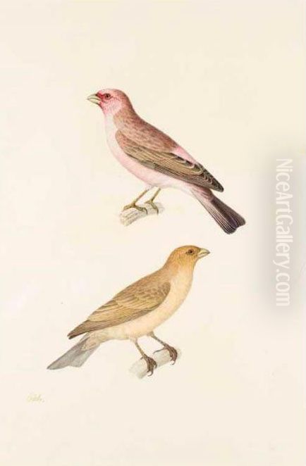 [two Perching Birds]. French, Early Nineteenth Century Oil Painting by Jean-Baptiste Huet