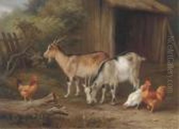 Goats And Chickens In A Yard Oil Painting by Edgar Hunt