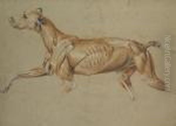 Ecorche Drawing Of A Whippet Oil Painting by Sir Edwin Henry Landseer
