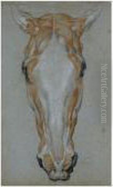 Ecorche Drawing Of A Horse's Head Oil Painting by Sir Edwin Henry Landseer