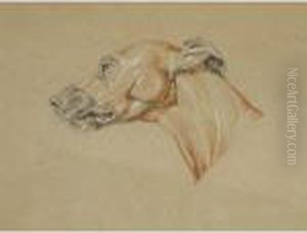 Ecorche Drawing Of The Head Of A Whippet Oil Painting by Sir Edwin Henry Landseer