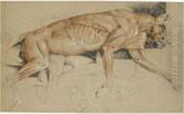 Ecorche Drawing Of A Cat Oil Painting by Sir Edwin Henry Landseer