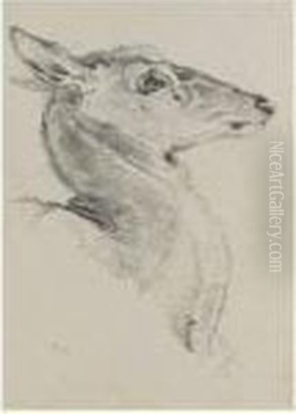 A Study For A Head Of A Deer For The Chevy Chase Oil Painting by Sir Edwin Henry Landseer