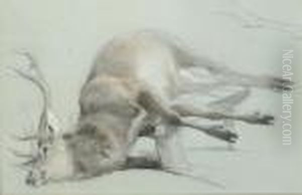 Study Of A Stag With A Subsidiary Study Of The Right Hind Leg Oil Painting by Sir Edwin Henry Landseer