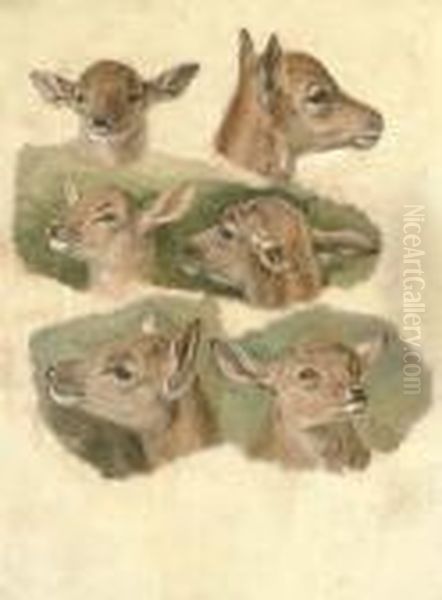 Six Studies Of A Fawn Oil Painting by Sir Edwin Henry Landseer
