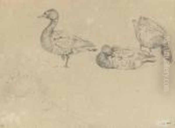Studies Of Ducks Oil Painting by Sir Edwin Henry Landseer