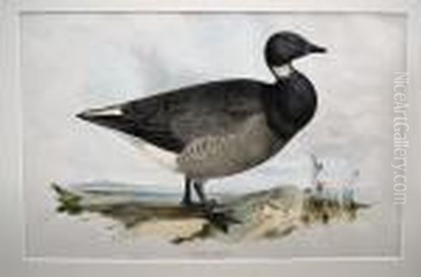 Birds Of Europe Oil Painting by Edward Lear