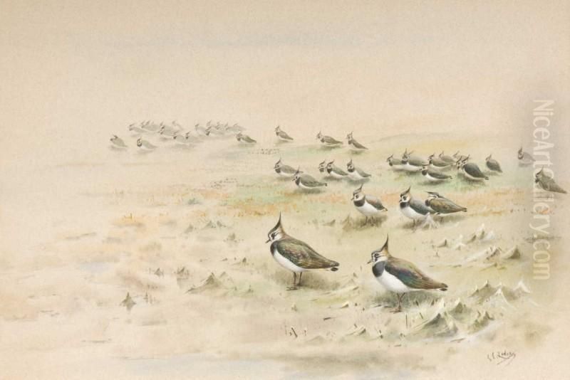 Lapwings By The Lochside Oil Painting by George Edward Lodge