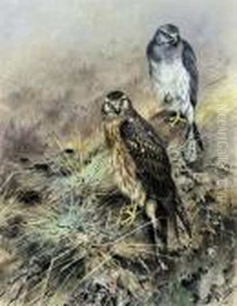 Hen Harrier Oil Painting by George Edward Lodge