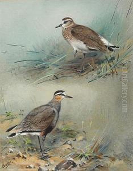 Grey Plover - Winter And Summer Oil Painting by George Edward Lodge