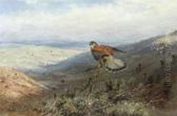 A Kestrel On A Hillside Oil Painting by George Edward Lodge