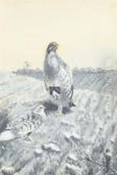 A Pair Of English Partridges Oil Painting by George Edward Lodge