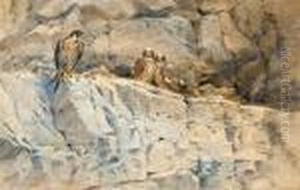Peregrine With Eyasses On The 'seven Sisters