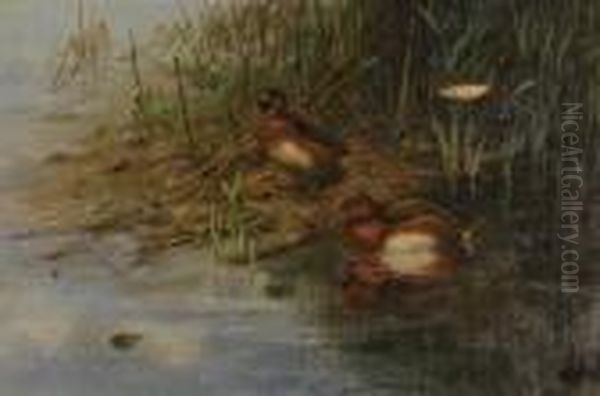 Ferruginous Ducks In Reeds Oil Painting by George Edward Lodge