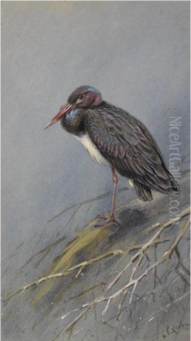 A Set Of Eight Illustrations Of Herons And Storks Oil Painting by George Edward Lodge