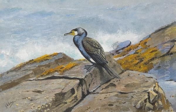 Cormorant On The Rocks At Farne Islands Oil Painting by George Edward Lodge