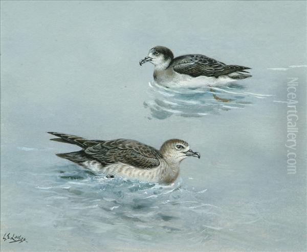 Manx Shearwaters Oil Painting by George Edward Lodge