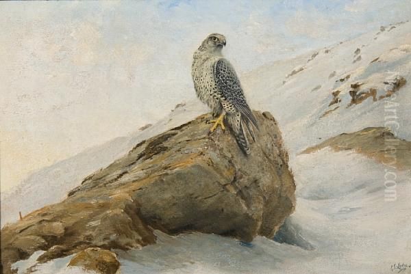 Peregrine Falcon On A Mountainside Oil Painting by George Edward Lodge
