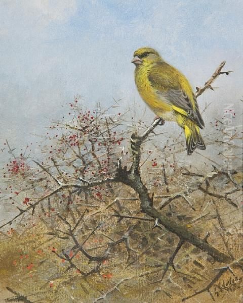 Greenfinch Oil Painting by George Edward Lodge