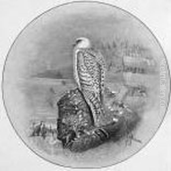A Gyr Falcon Oil Painting by George Edward Lodge