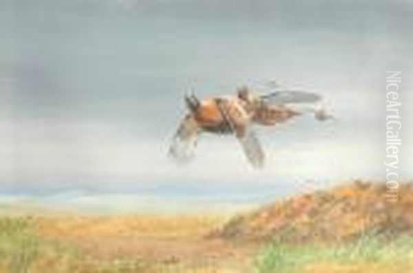 Grouse In Flight. Signed. Watercolour. 14.5 X 22ins Oil Painting by George Edward Lodge