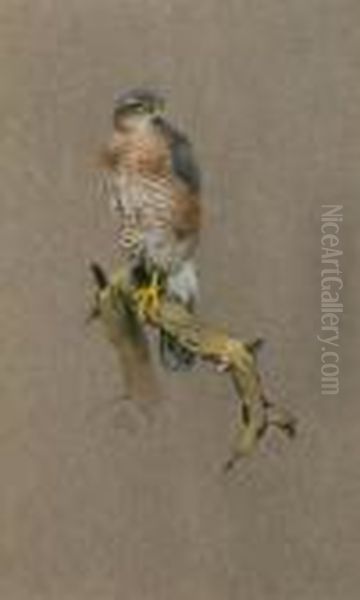 Sparrowhawk Oil Painting by George Edward Lodge